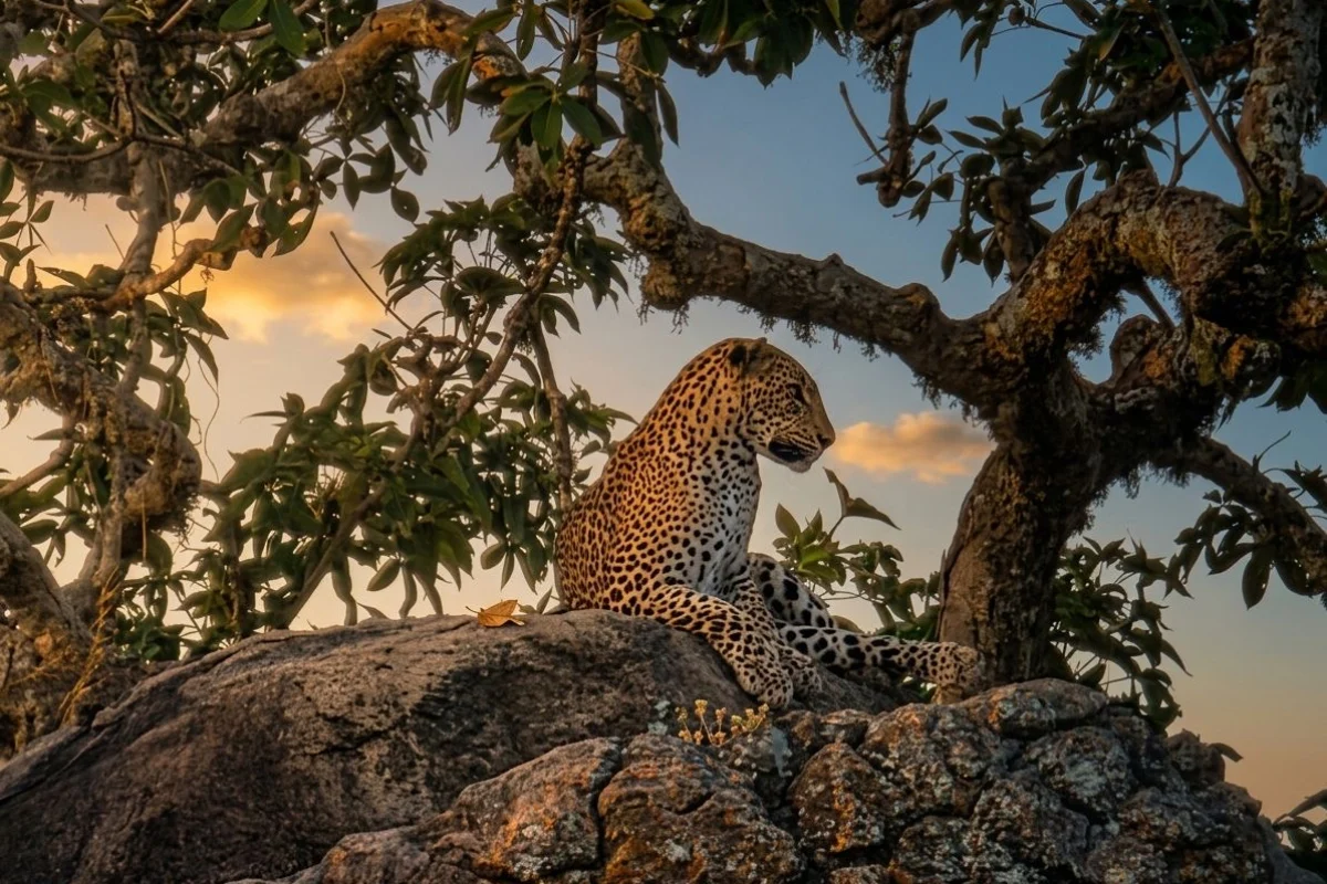 4 Hour Half Day Safari image 1
