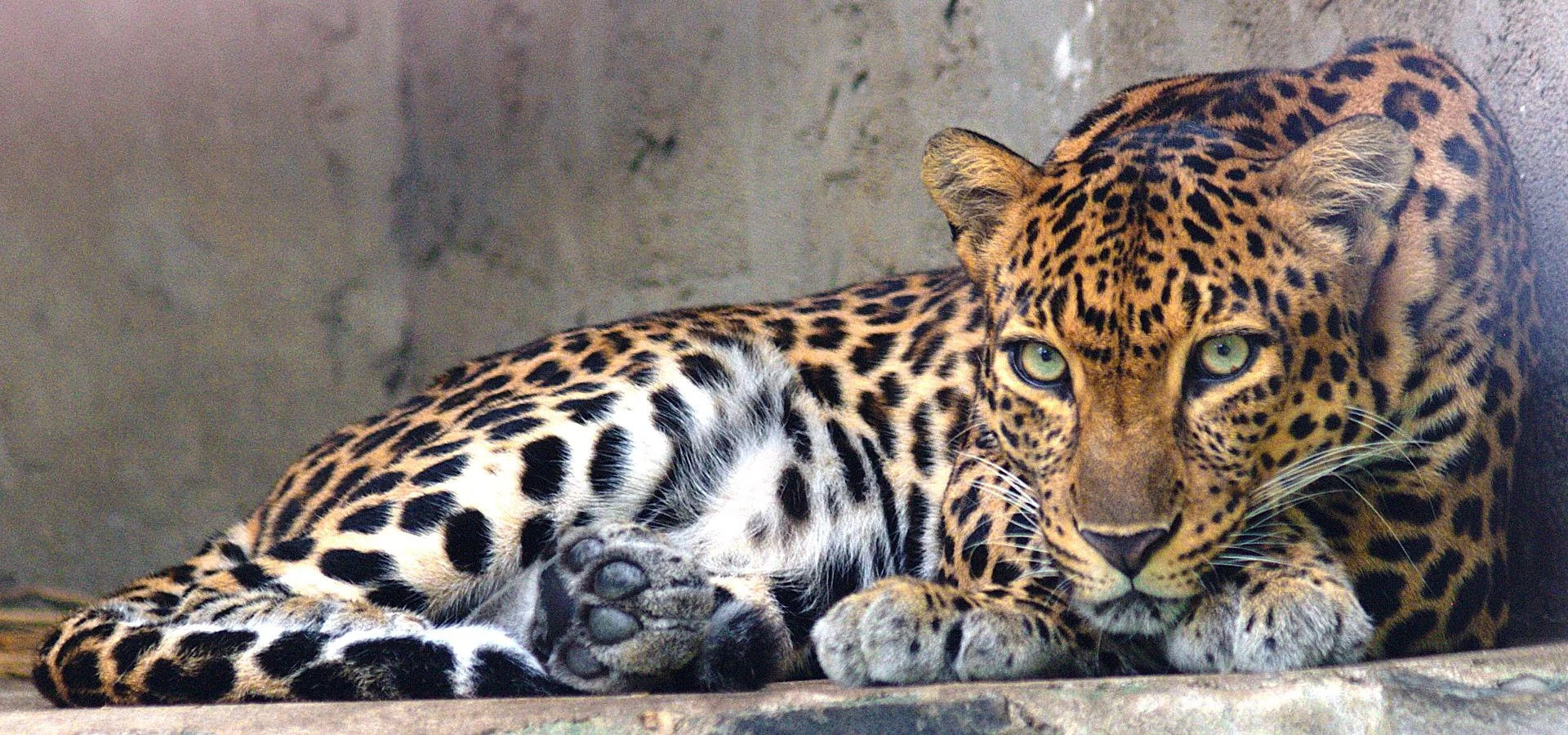 Leopard in Wilpattu National Park during a guided safari tour