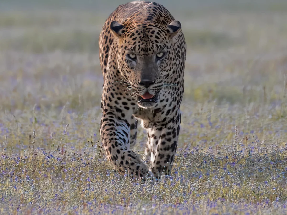 About Yala Safari Tours